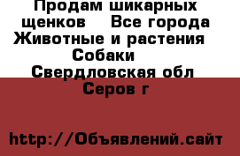 Продам шикарных щенков  - Все города Животные и растения » Собаки   . Свердловская обл.,Серов г.